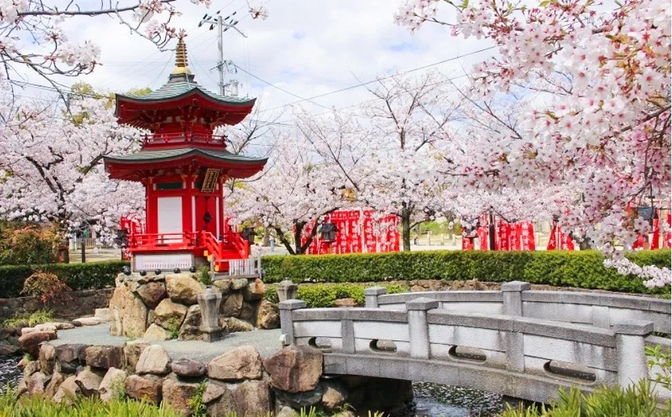 跟着樱花在大阪寻找春天，下一个365天期待与你相约！,作者:大阪观光局,帖子ID:104,大阪,樱花,四天王寺,公园,岸和田城