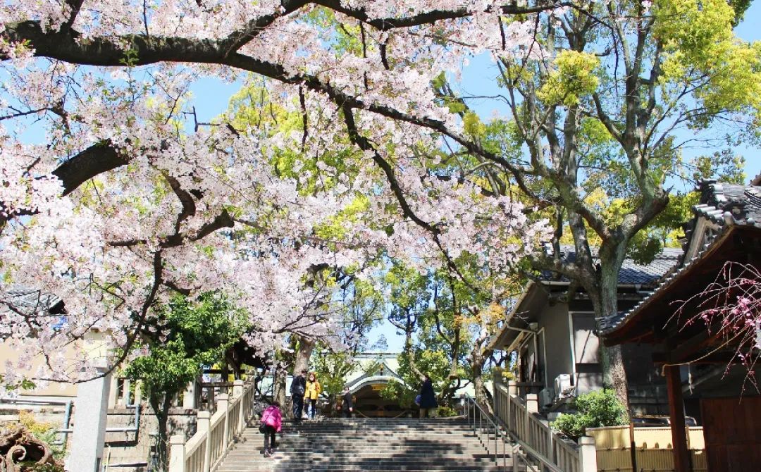 跟着樱花在大阪寻找春天，下一个365天期待与你相约！,作者:大阪观光局,帖子ID:104,大阪,樱花,四天王寺,公园,岸和田城