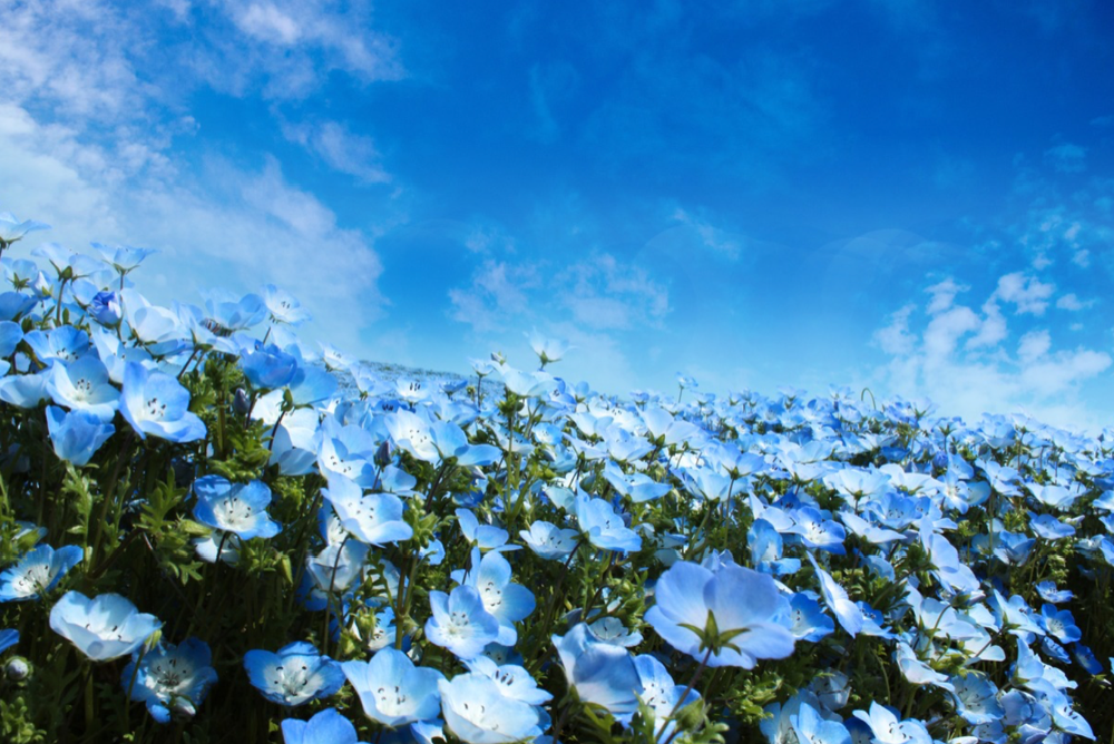 “大阪，这片蓝盈盈的小花叫什么？在哪里？”,作者:大阪观光局,帖子ID:135,赏樱,樱花,大阪,公园,展览